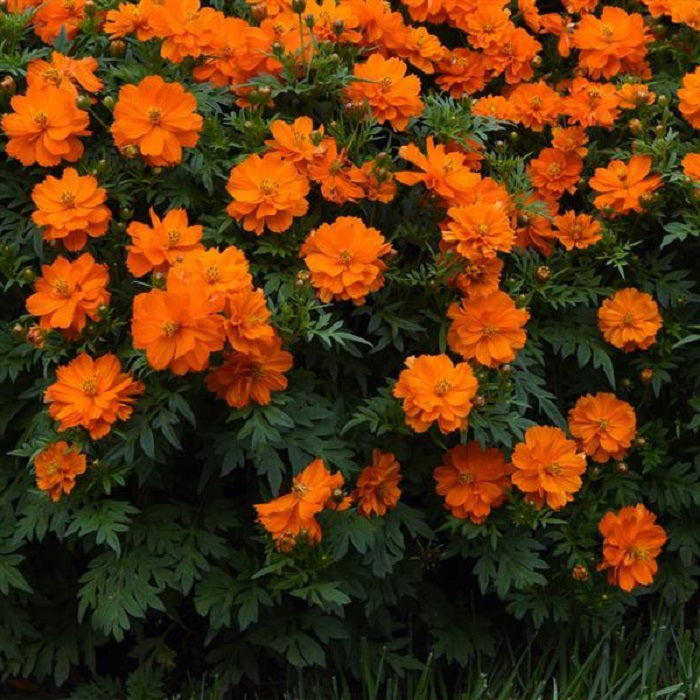 Cosmos Seeds Mandarin Flower Seeds