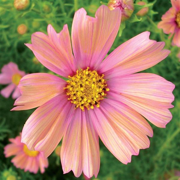 Cosmos Seeds Apricot Lemonade 1,000 Seeds