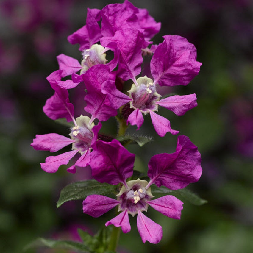 Cuphea Seeds Cuphea Sriracha Violet
