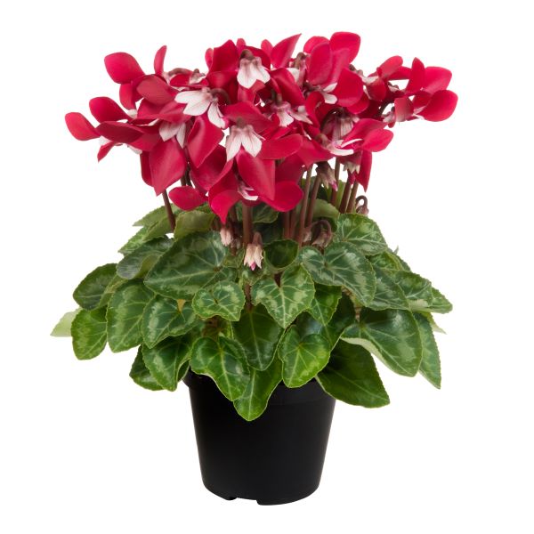 cyclamen seeds from plant Cyclamen Seeds - Djix Wine Red Cyclamen Plant Seeds