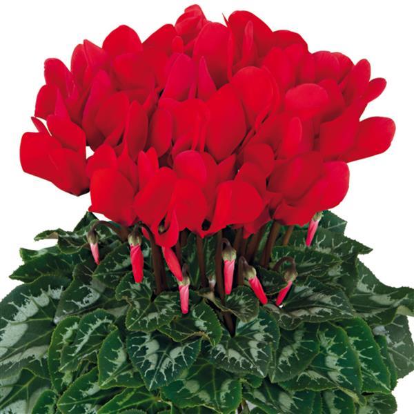 Cyclamen Seeds Cyclamen Halios® HD Bright Scarlet