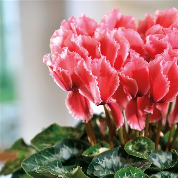 cyclamen flower seeds Cyclamen Seeds Cyclamen Halios® Select Curly Litchi Salmon – Buy Bulk Seeds