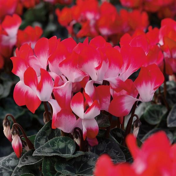 cyclamen flower seeds Cyclamen Seeds Cyclamen Indiaka® Midi Red – Buy Bulk Seeds