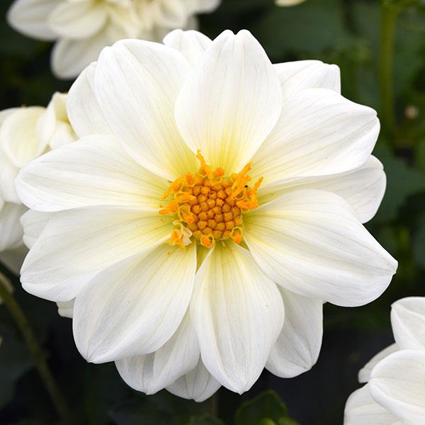 1,000 Dahlia Seeds Figaro™ White Flower Seeds