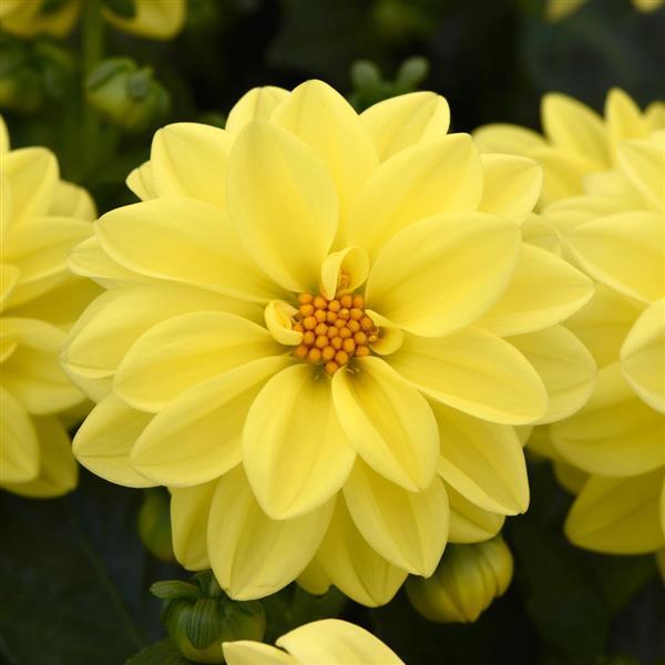1,000 Dahlia Seeds Figaro™ Yellow Shades Flower Seeds