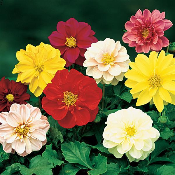 dahlia seeds bulk 1,000 Dahlia Seeds Fresco Mix Flower Seeds – Buy Bulk Seeds