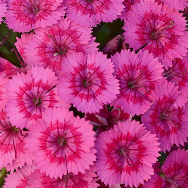 Dianthus Seeds Dianthus Jolt™ Pink Pelleted Seeds