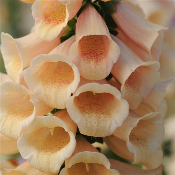 Digitalis Seeds Digitalis Dalmatian Peach Pelleted Seeds