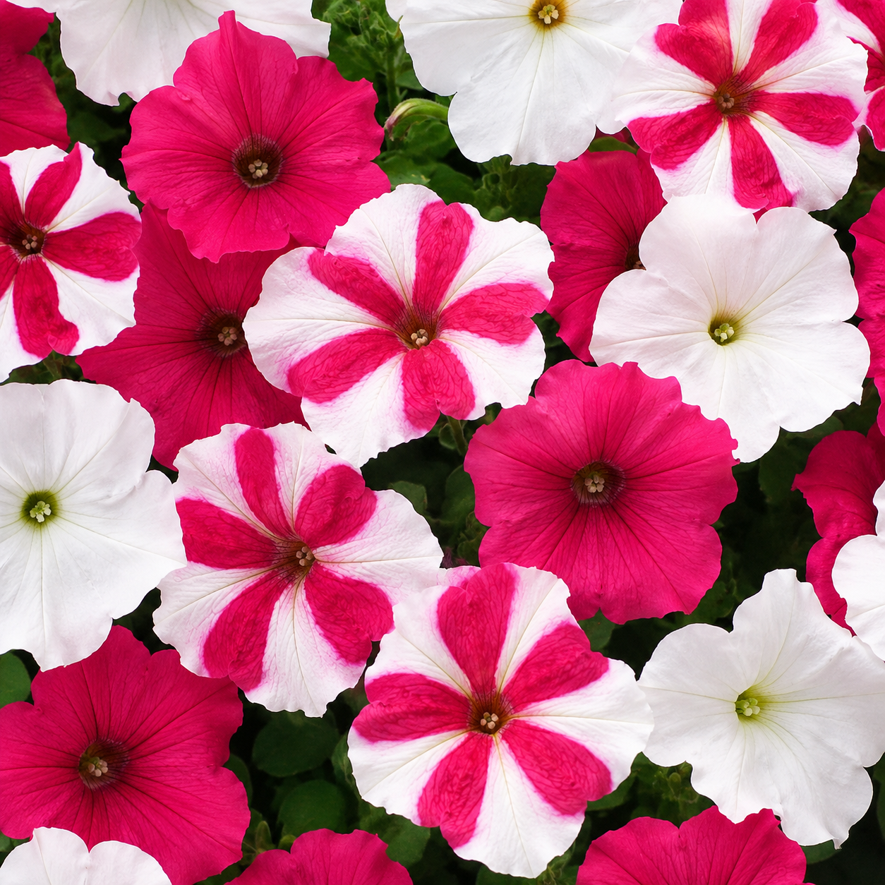 Bulk Easy Wave Petunia Seeds Vanillaberry Parfait E3 Pelleted Seeds
