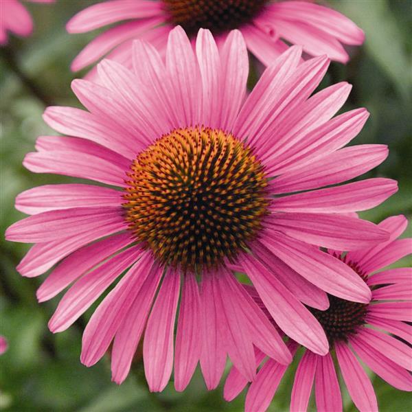 1,000 Echinacea Seeds Primadonna Deep Rose ApeX Coneflower