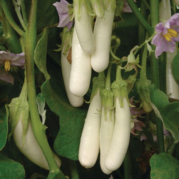 Eggplant Seeds Gretel Vegetable Seeds F1