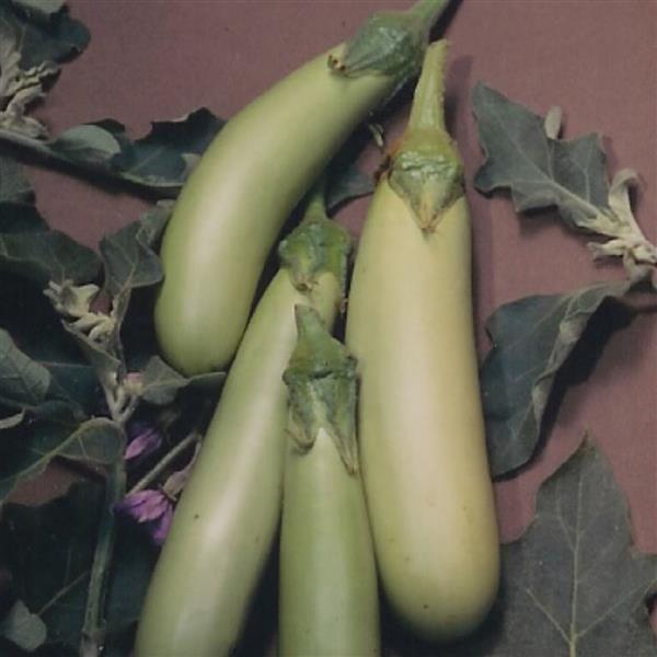 Eggplant Seeds Louisiana Long Green Vegetable Seeds
