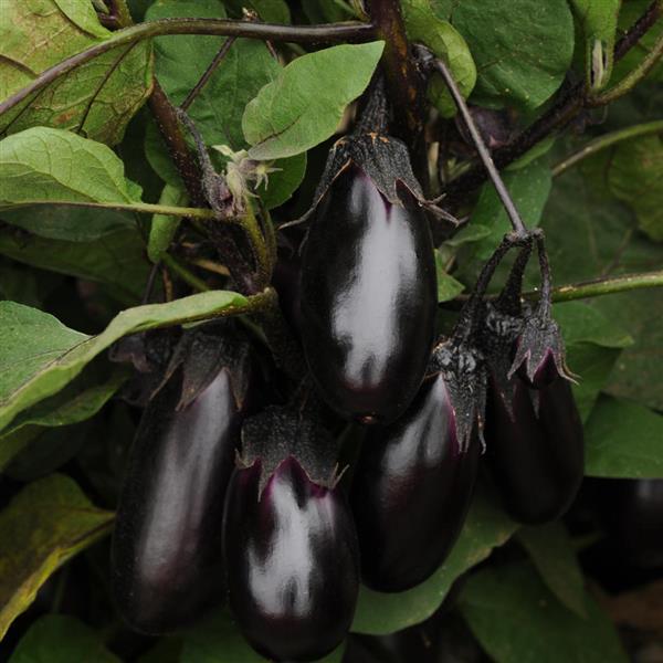 Eggplant Seeds Patio Baby Vegetable Seeds