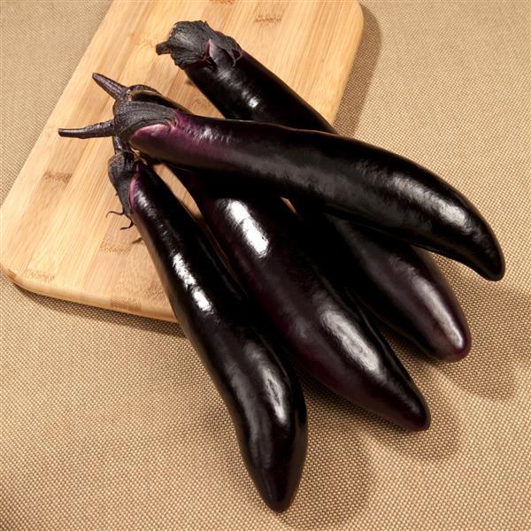 1,000 Eggplant Seeds Shikou Vegetable Seeds