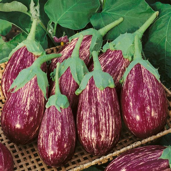 Eggplant Seeds Shooting Stars Vegetable Seeds Heirloom