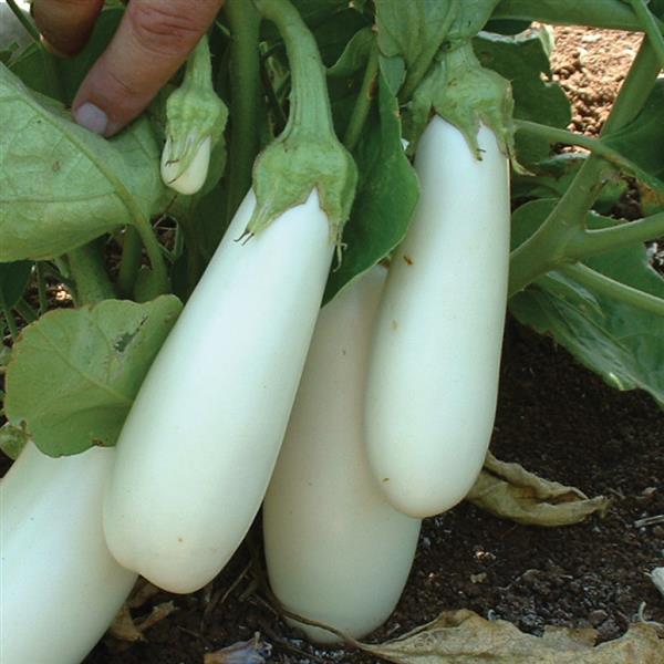 1,000 Eggplant Seeds Snowy Vegetable Seeds