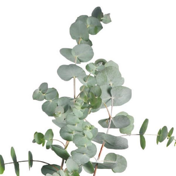 Eucalyptus Seeds Eucalyptus Baby Blue