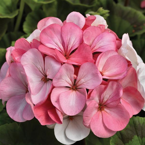 Geranium Seeds Geranium Pinto White to Rose Flower Seeds