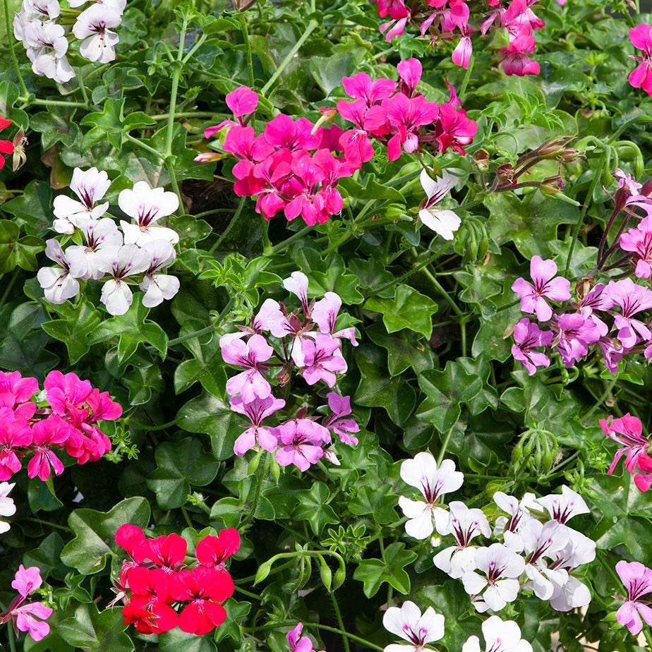 geranium seeds bulk Ivy Geranium Seeds | Basket Geranium