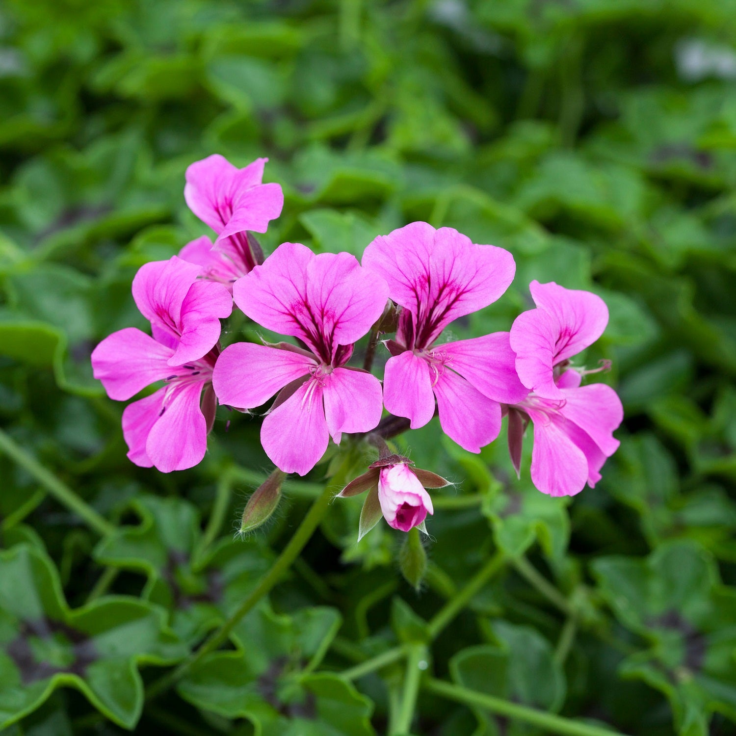 geranium seeds bulk Ivy Geranium Seeds | Basket Geranium
