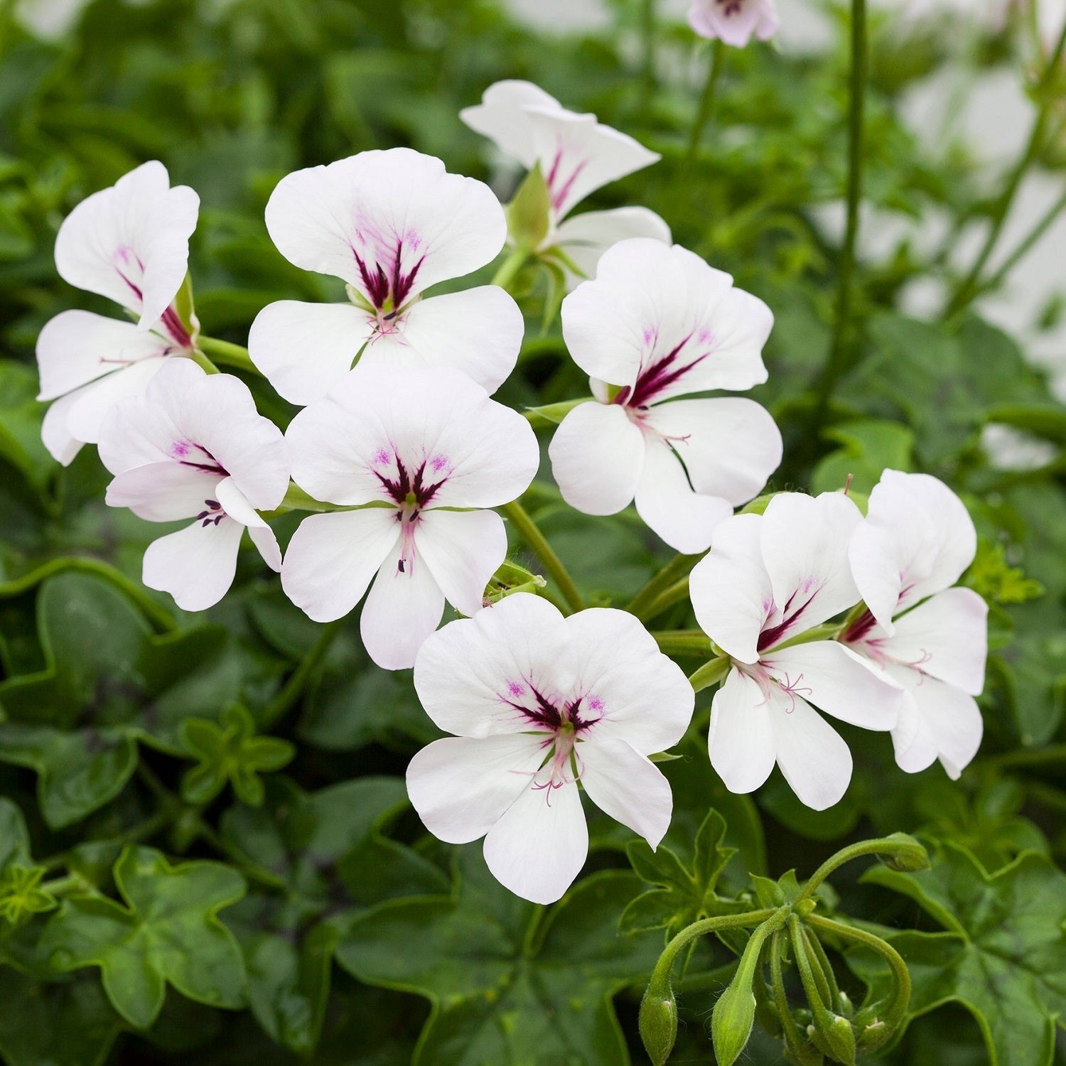 geranium seed to flower Ivy Geranium Seeds | Basket Geranium