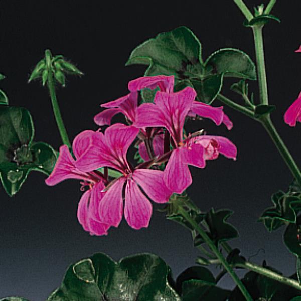 geranium ivy seeds Geranium Seeds Ivy Geranium Tornado Rose – Buy Bulk Seeds