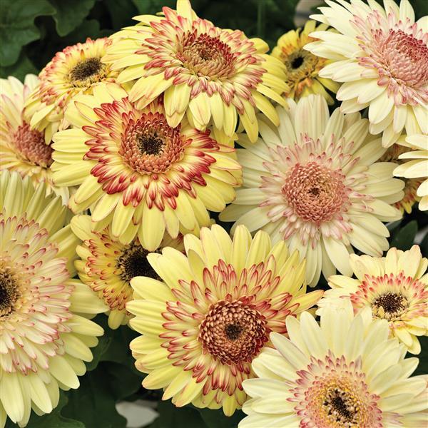 plant gerbera seeds Gerbera Daisy Seeds for Sale | Gerbera Plant Seeds