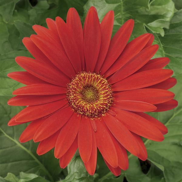 Bulk Gerbera Daisy Seeds Gerbera Jaguar Red Light Eye