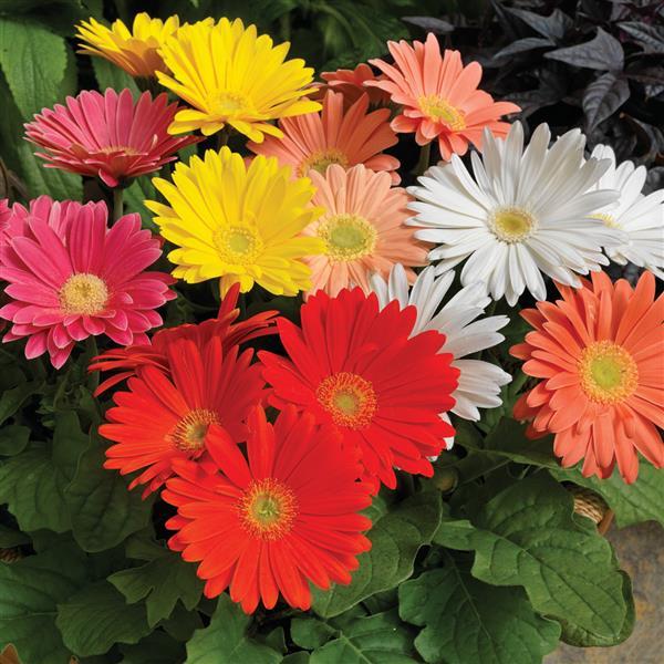 Gerbera Daisy Jaguar Spring Time Light Eye Mix