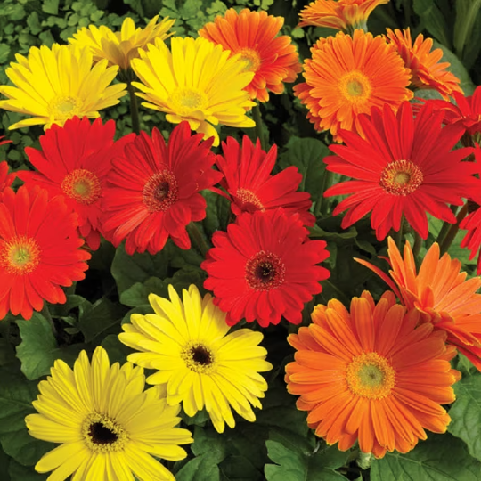 Bulk Gerbera Daisy Seeds Gerbera Jaguar Mix