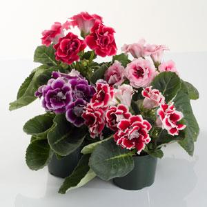 Gloxinia Seeds Gloxinia Brocade Formula Mix 1,000 Pelleted Seeds