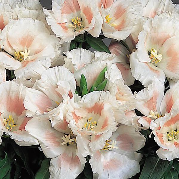 godetia flower seeds Godetia Seeds Grace Shell Pink Cut Flower Clarkia Seeds – Buy Bulk Seeds