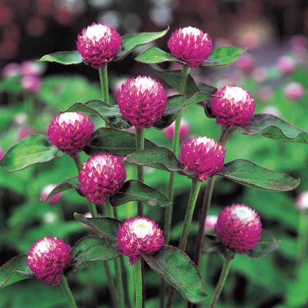 1,000 Gomphrena Seeds Audray Rose Bicolor