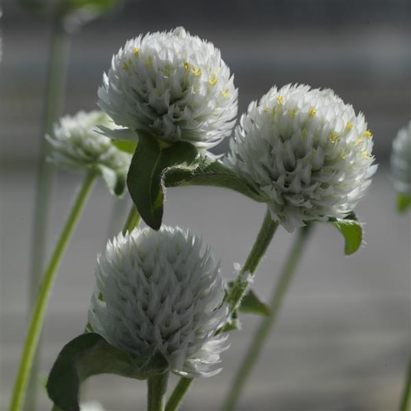 1,000 Gomphrena Seeds Ping Pong White