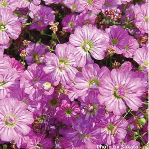 Gypsophila Seeds Gypsy Deep Rose Flower Seeds MPL Seeds