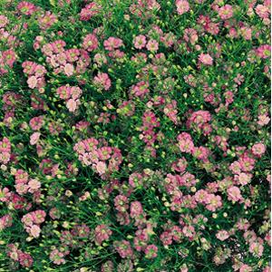 Gypsophila Seeds Gypsy Pink Flower Seeds MPL Seeds