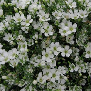 Gypsophila Seeds Gypsy White Flower Seeds MPL Seeds