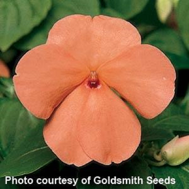 Impatiens Seeds Accent Salmon 1,000 Bulk Flower Seeds