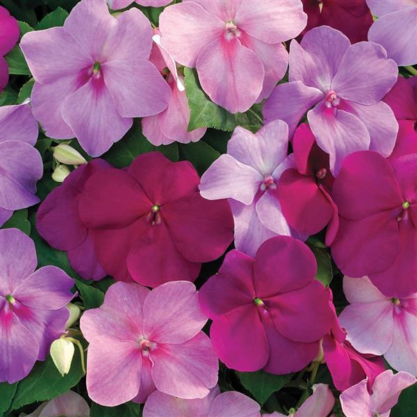 flower impatiens seeds Impatiens Xtreme Sapphire Mix 1,000 Bulk Flower Seeds – Buy Bulk Seeds