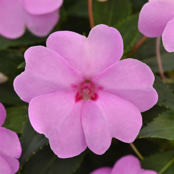 Impatiens Seeds Solarscape® XL Lilac Spark Interspecific Impatiens