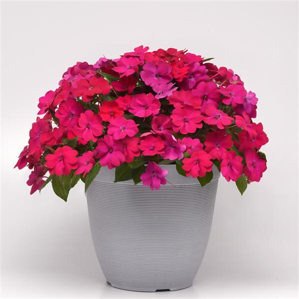 Impatiens Seeds Solarscape® Magenta Bliss Interspecific Impatiens