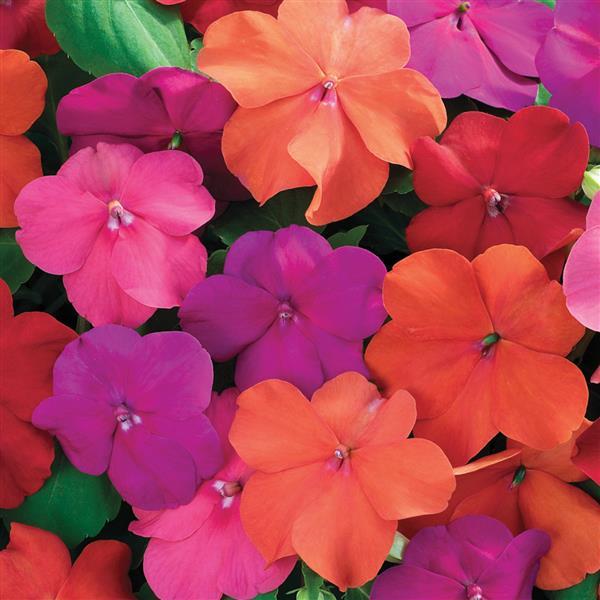 Impatiens Xtreme Tango Mix 1,000 Bulk Flower Seeds