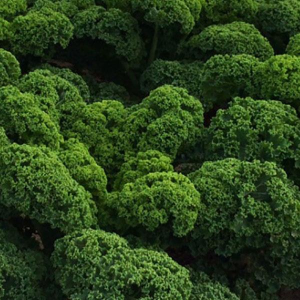 1,000 Kale Seeds Prizm Vegetable Seeds