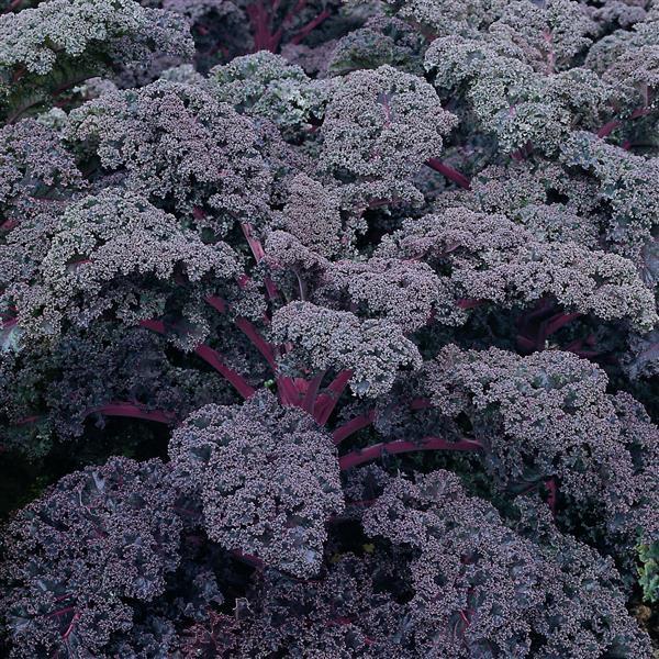 Kale Seeds Redbor Vegetable Seeds