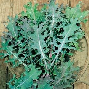 1,000 Kale Seeds Red Russian Vegetable Seeds Organic