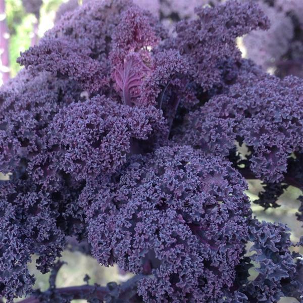 1,000 Kale Seeds Scarletbor Vegetable Seeds
