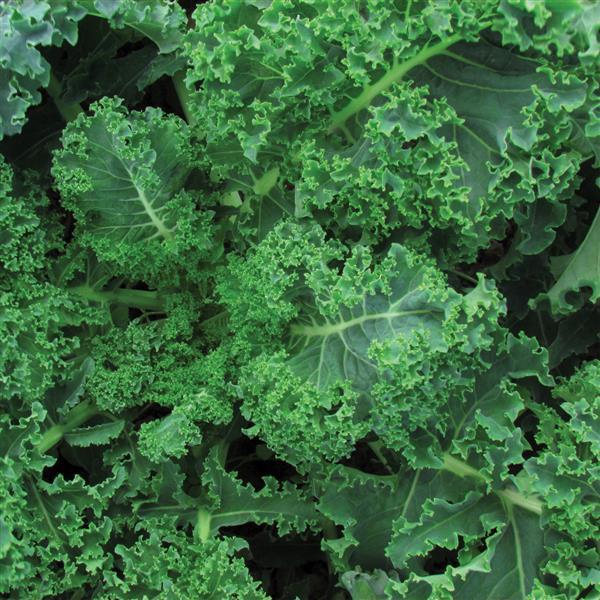 1,000 Kale Seeds Vates Blue Curled Vegetable Seeds
