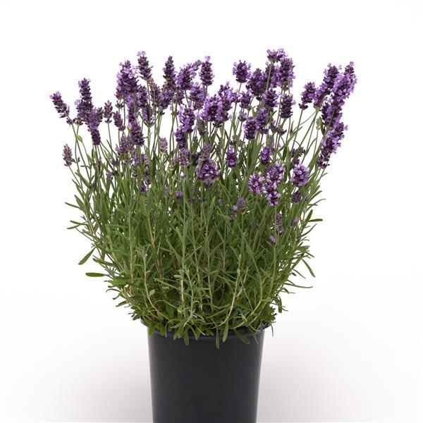 Lavandula Seeds Lavandula Ellagance Purple English 1,000 Lavender Seeds