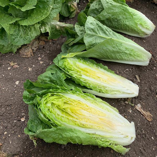 Lettuce Seeds Boronda Vegetable Seeds