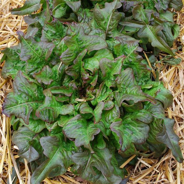 Lettuce Seeds Bronze Arrow Vegetable Seeds